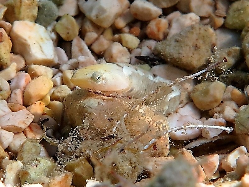 Diplecogaster bimaculata dalla Croazia
